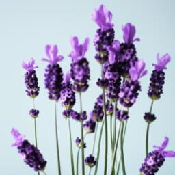 라벤더